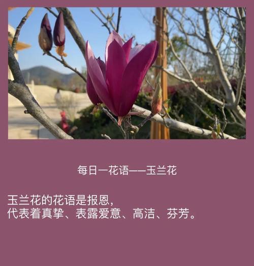 用什么花语表达对女孩的爱意？