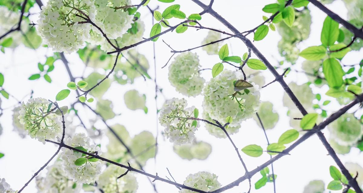 木绣球的花语含义有何特别？