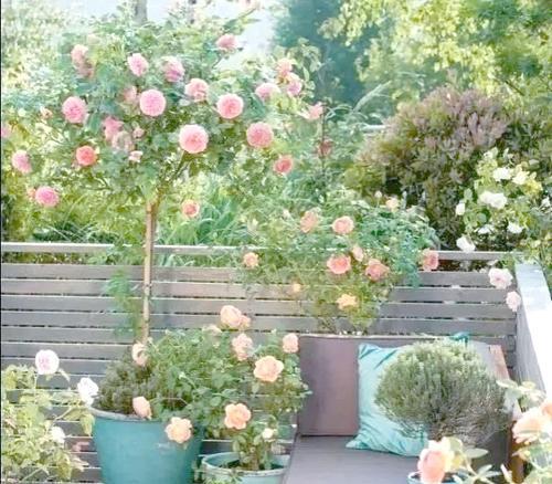卧室适合摆放哪种花？卧室花语代表了什么？