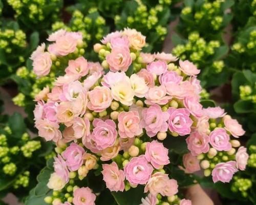 卧室适合摆放哪种花？卧室花语代表了什么？