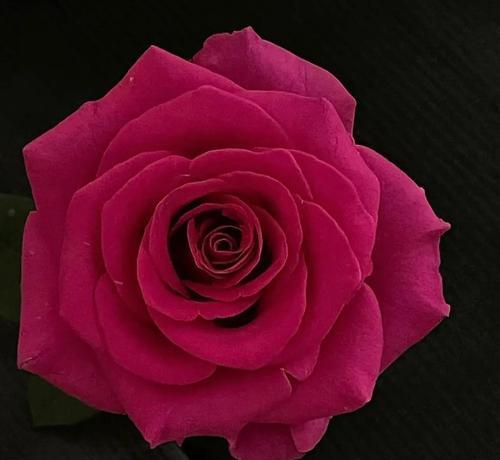 6朵弗洛伊德花的花语有何含义？它象征着什么？
