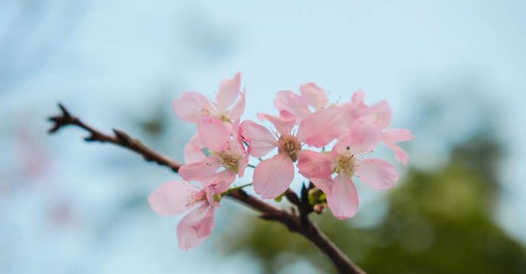 白樱花盛开时的花语有何深意？