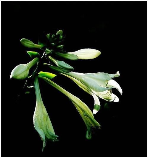 玉簪花的寓意和花语是什么？它在花卉文化中象征着什么？