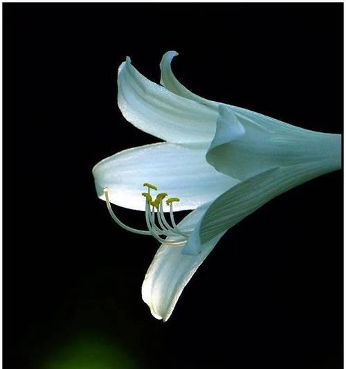 玉簪花的寓意和花语是什么？它在花卉文化中象征着什么？
