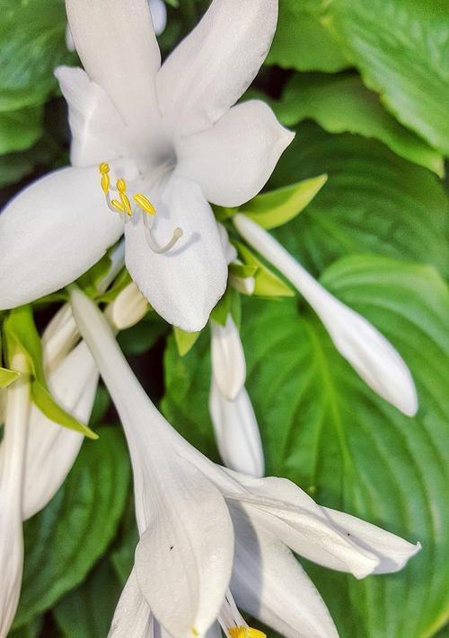 玉簪花的寓意和花语是什么？它在花卉文化中象征着什么？