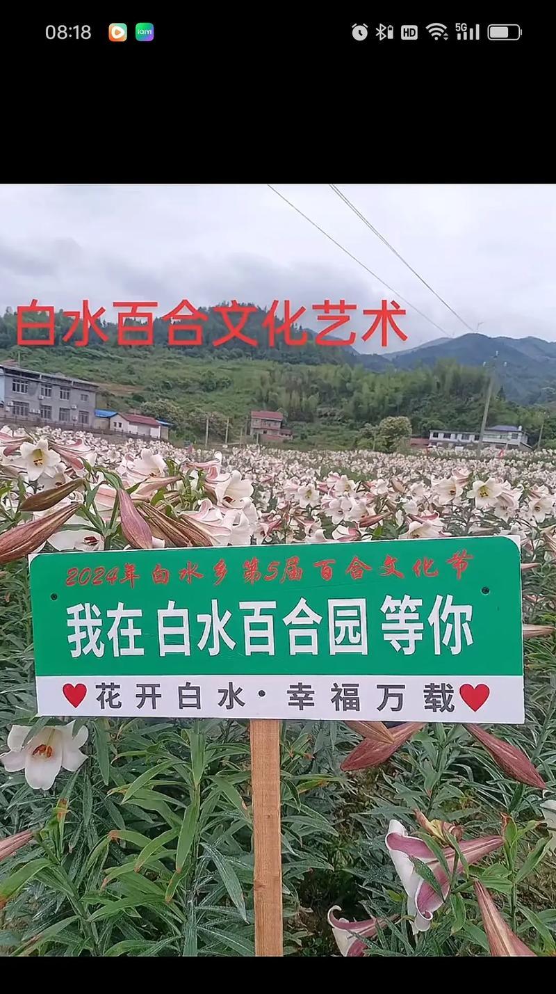 美丽又自由的白色花语是什么？白色花代表了哪些意义？