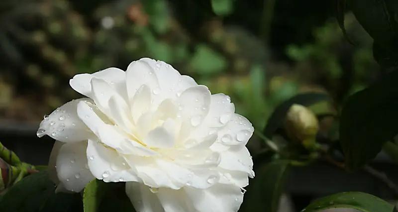 美丽又自由的白色花语是什么？白色花代表了哪些意义？