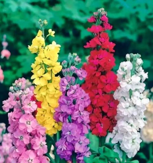 哪种花的花语代表热情？热恋中应该送什么花？