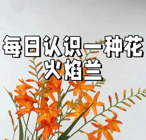 兰花的花语有哪些？它在文学中如何被引用？