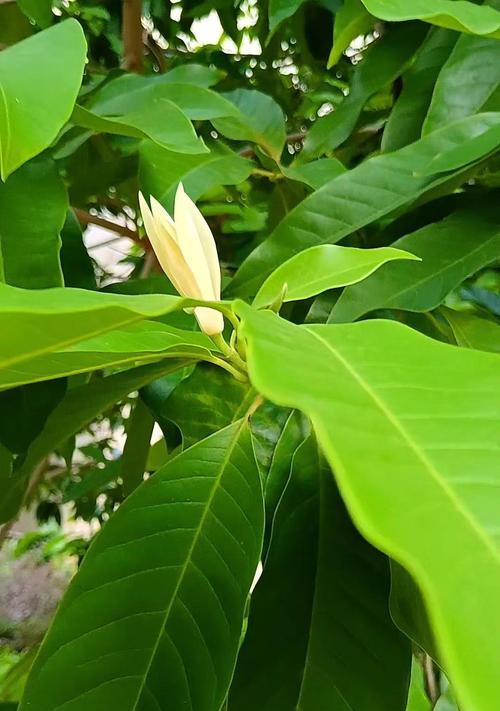 白兰花象征着什么？它的花语有何特别之处？
