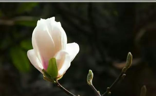 白兰花象征着什么？它的花语有何特别之处？
