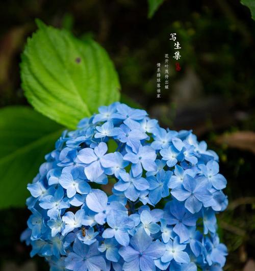 绣球花花语是什么？这种花语如何表达情感？