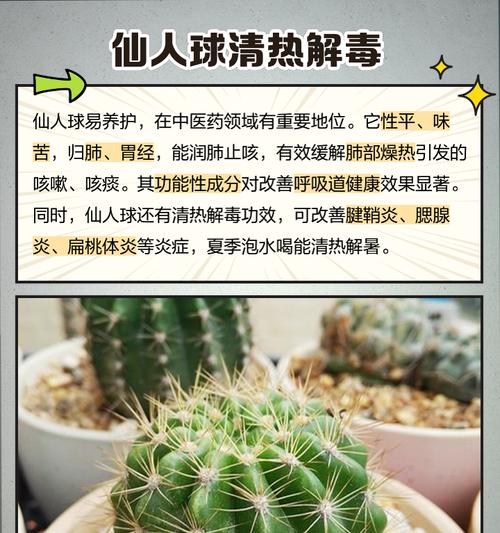 仙人镜花语有何含义？