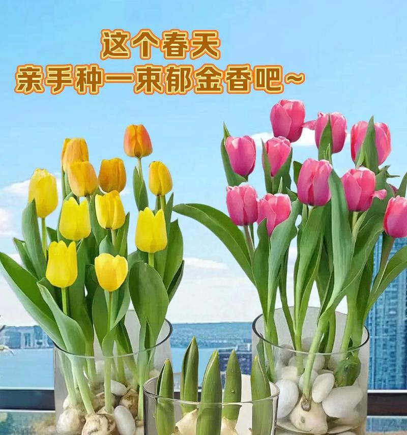 郁金香的花语有何含义？代表什么情感？
