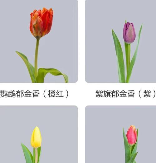 郁金香的花语有何含义？代表什么情感？