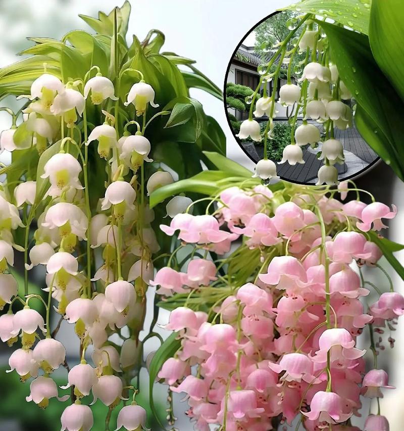 铃兰的花语是什么？铃兰寓意有哪些？