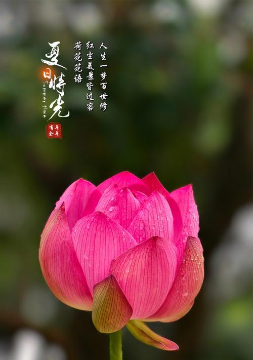 荷花的花语和寓意是什么？