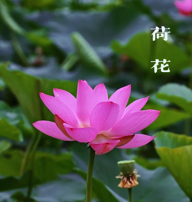 荷花的花语和寓意是什么？