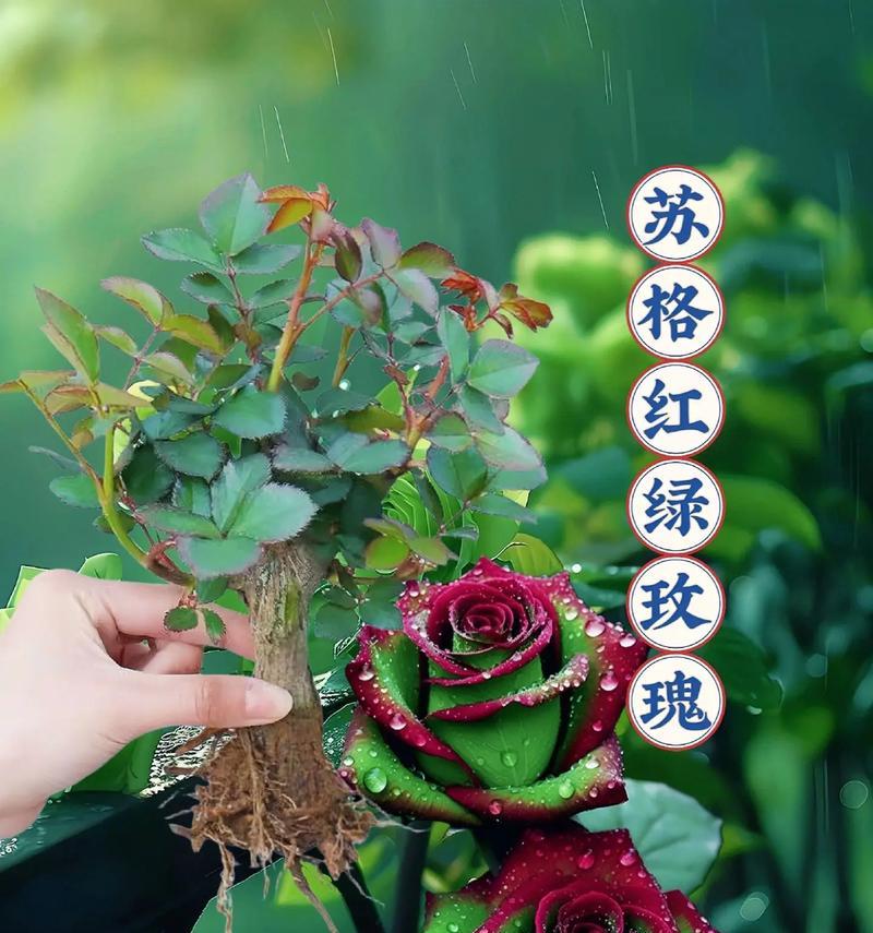 哪种花代表永恒的爱？