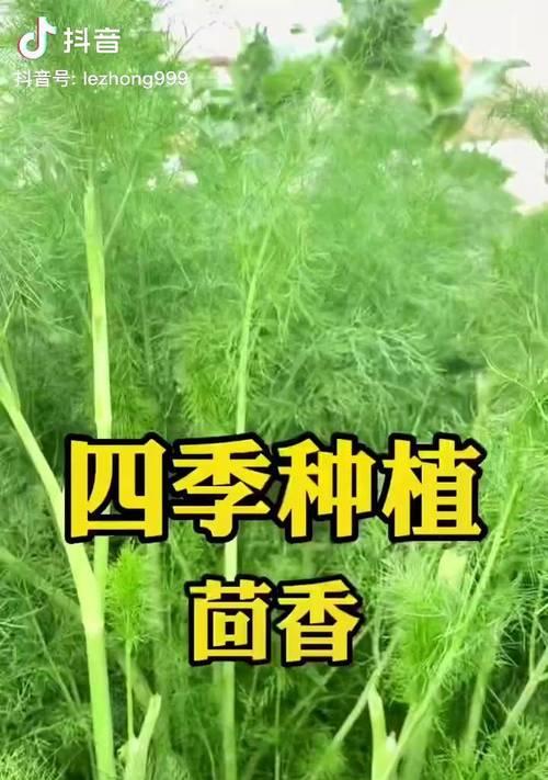 割茬茴香的花语有何寓意？
