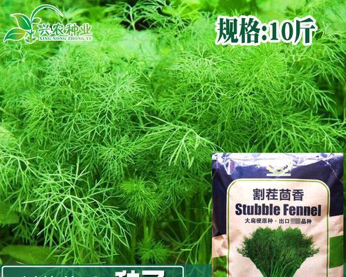 割茬茴香的花语有何寓意？