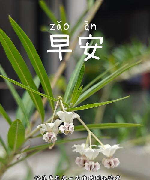 花语在日常生活中有什么作用？它如何帮助人们表达情感？