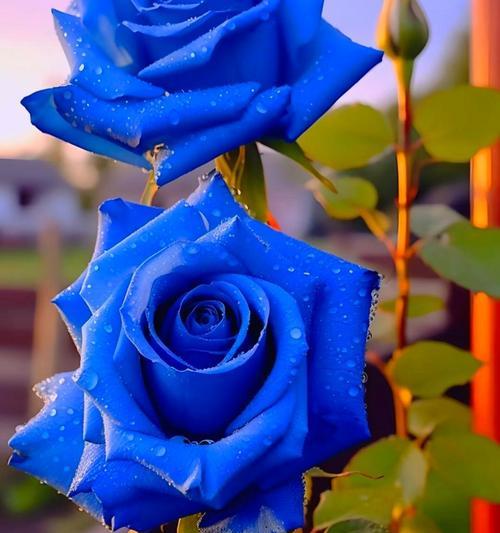 简单真诚的花语是什么？雨露花语又代表什么意思？