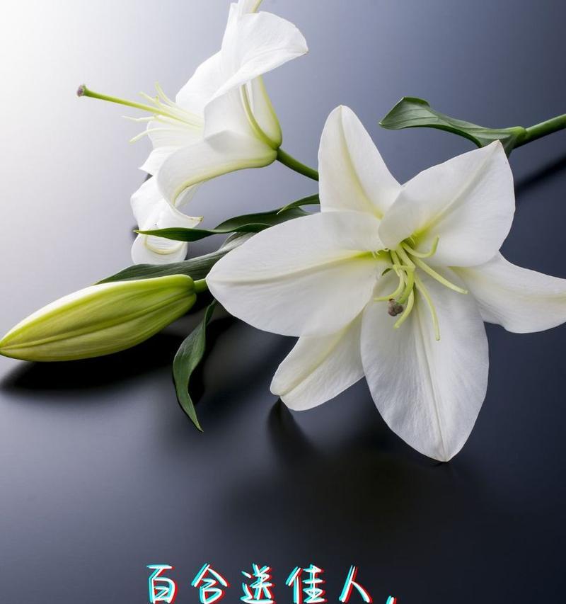 致我们逝去的爱情是什么花语？哪种花代表逝去的爱情？