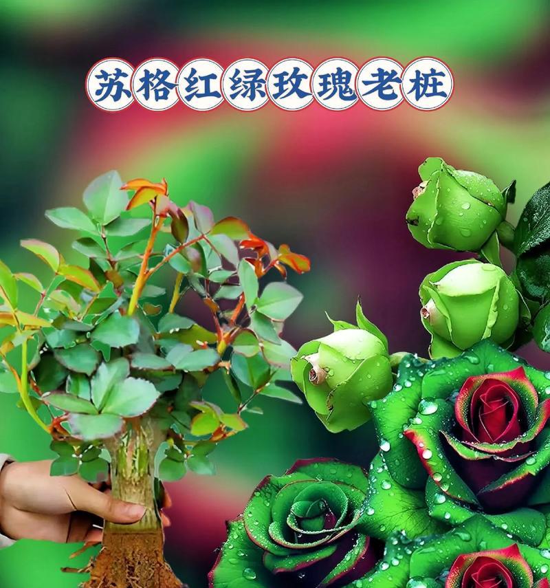 致我们逝去的爱情是什么花语？哪种花代表逝去的爱情？
