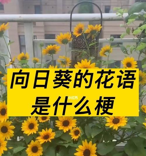 用什么花向朋友道歉？它的花语有何含义？