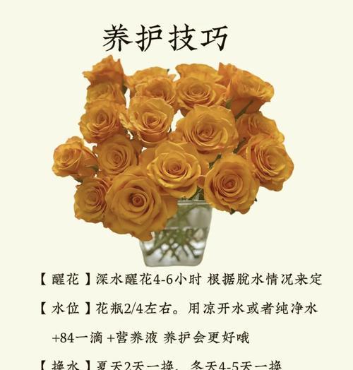 用什么花向朋友道歉？它的花语有何含义？