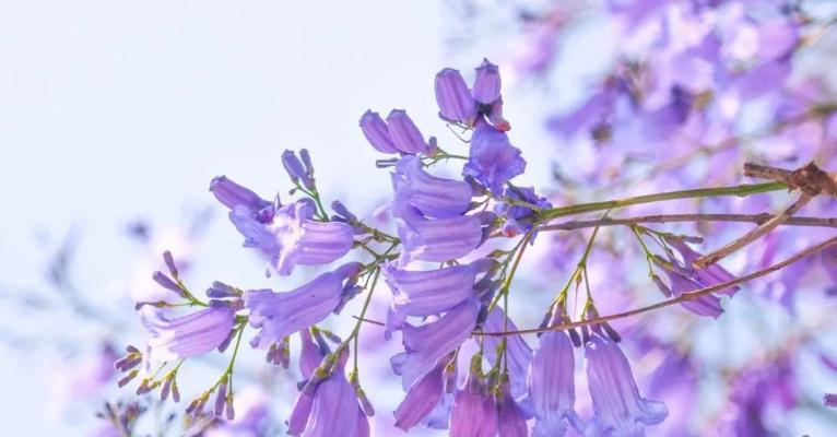 哪种花的花语是孤独？