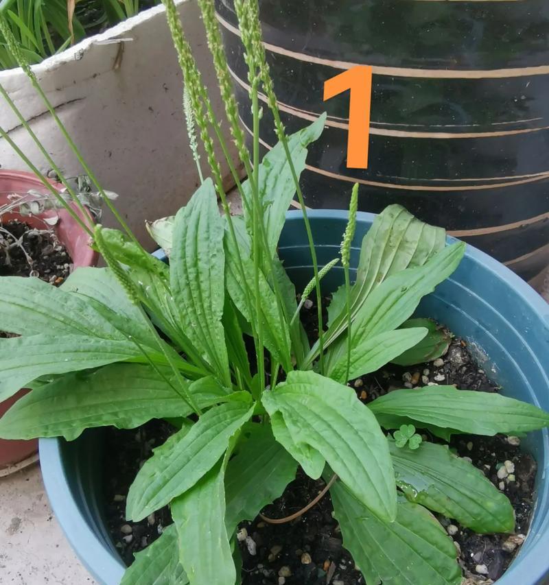 杉树果实的花语有何特殊含义？它代表了哪种植物？