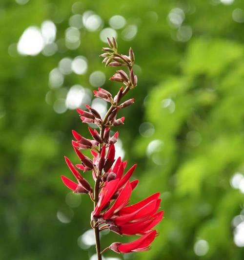 杉树果实的花语有何特殊含义？它代表了哪种植物？