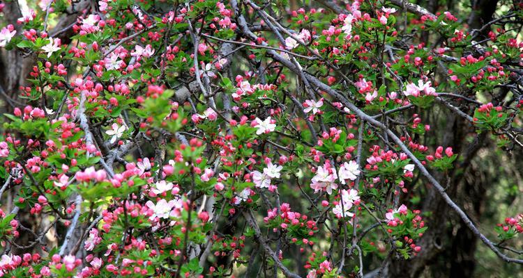 无言花语传达了哪些情感？