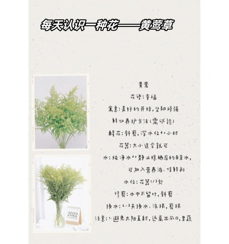 二指花的花语是什么？二指花的象征意义有哪些？