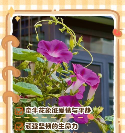 二指花的花语是什么？二指花的象征意义有哪些？