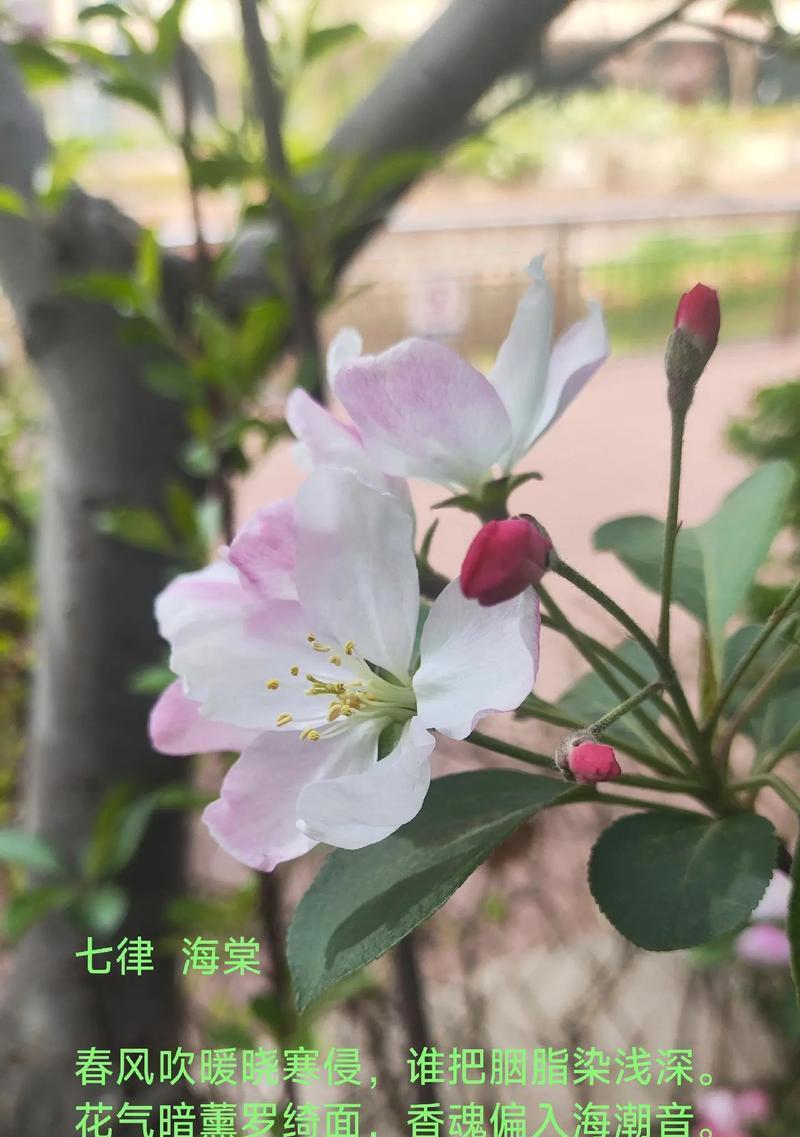 海棠花的花语对女生有何寓意？