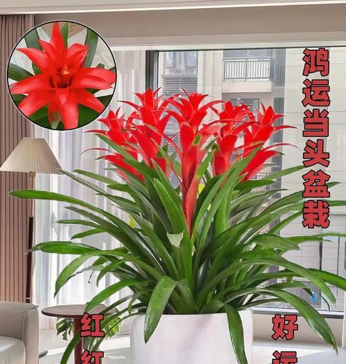 哪种花的花语代表坚持不懈？