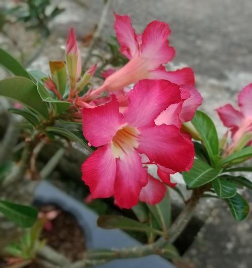 流星花的寓意和花语是什么？刺梅的功效和花语又是什么？