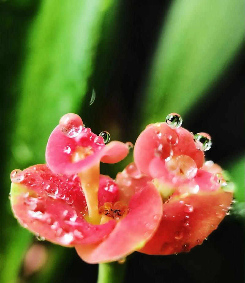 流星花的寓意和花语是什么？刺梅的功效和花语又是什么？