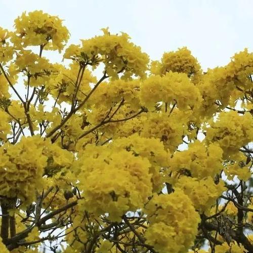 热辣滚烫花语有何含义？
