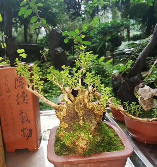 苦丁茶的花语有何特别之处？