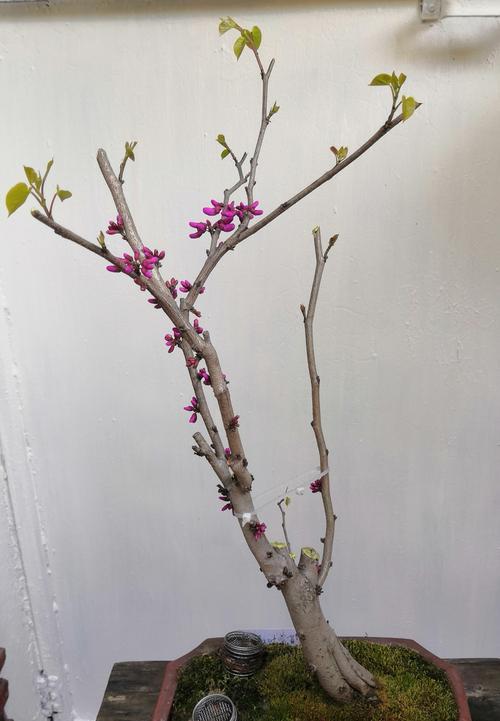 苦丁茶的花语有何特别之处？