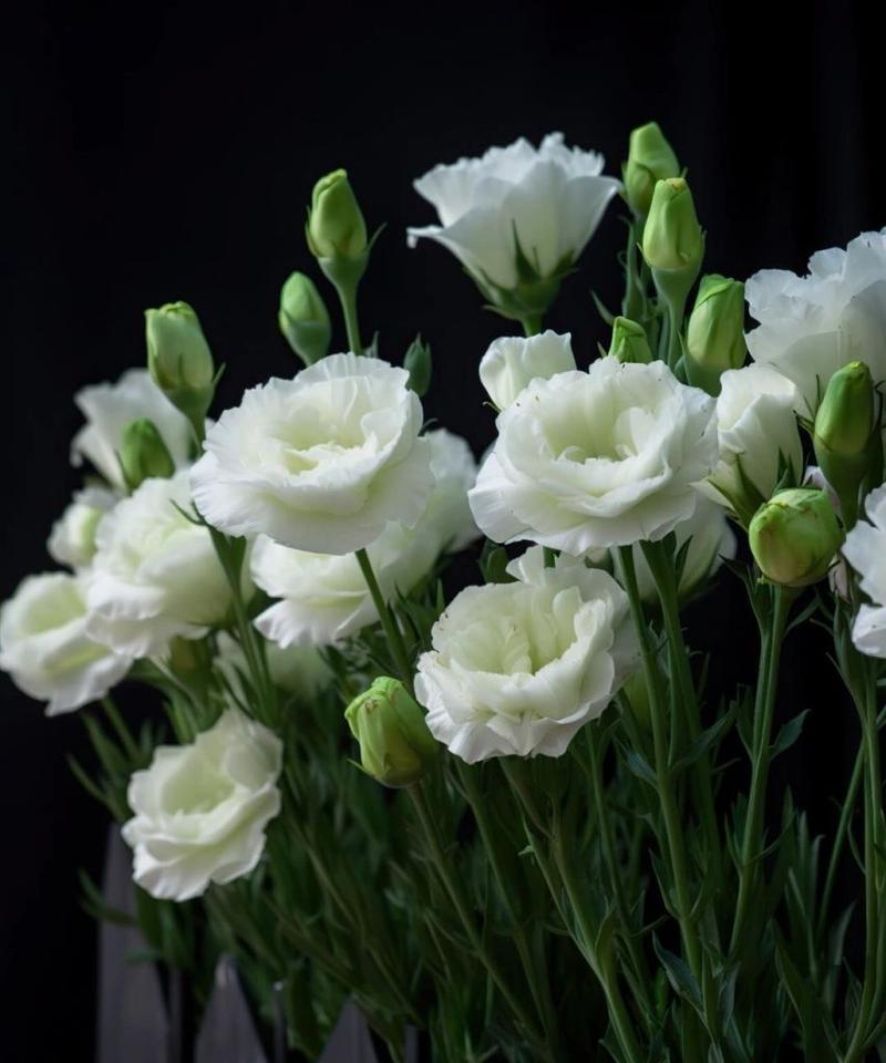 不相信爱的花语代表什么？花语有何含义？