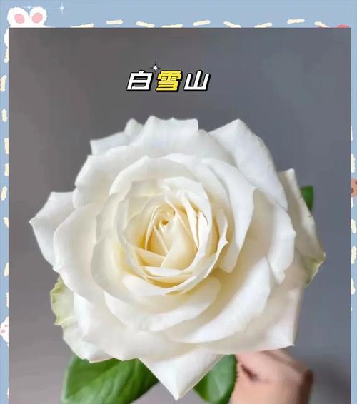玫瑰花白玫瑰花语是什么寓意？白玫瑰代表什么？