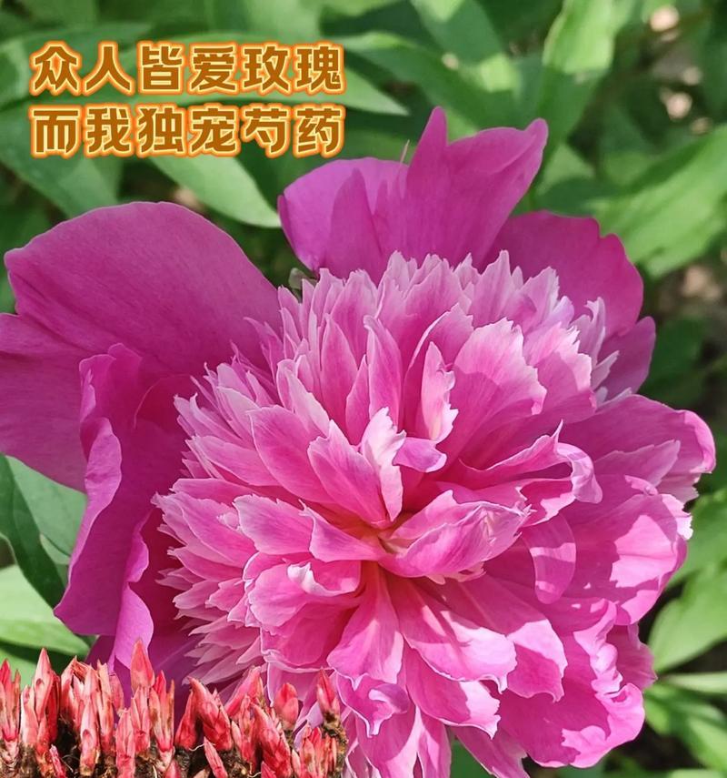 新型芍药的花语代表什么含义？