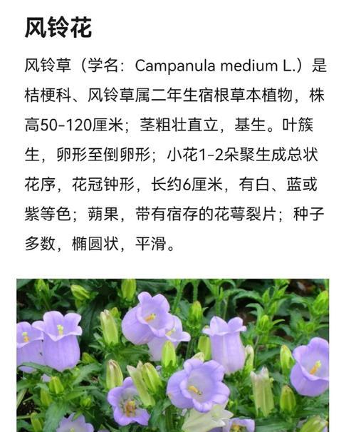 白色风铃花的花语和寓意是什么？