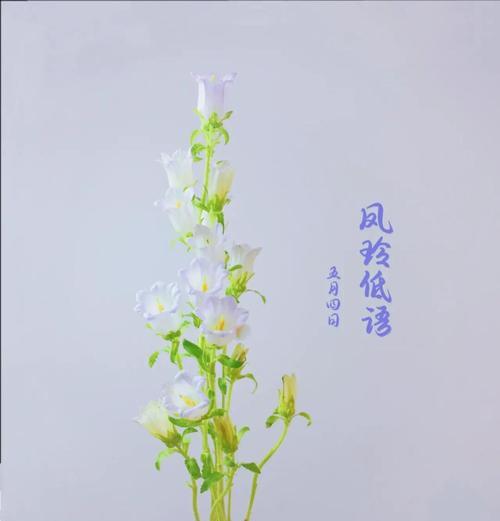 白色风铃花的花语和寓意是什么？