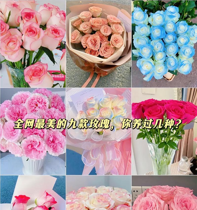 人鱼姬玫瑰花21朵有何含义？送这种花的场合有哪些？